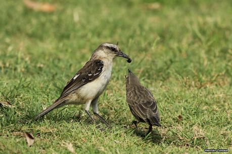 Familia calandria parasitada