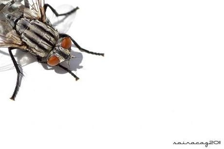 1ª edición Photo of the Year: los GANADORES 2-Zacarias Abad -Sakafotos Mosca