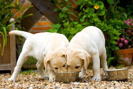 consejos comida perros