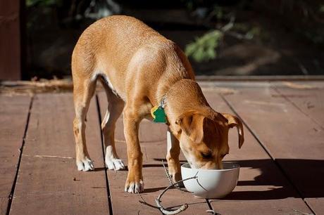 comida perro comida perro