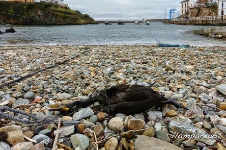 Petición de información: muertes accidentales de cormoranes moñudos en aparejos de pesca