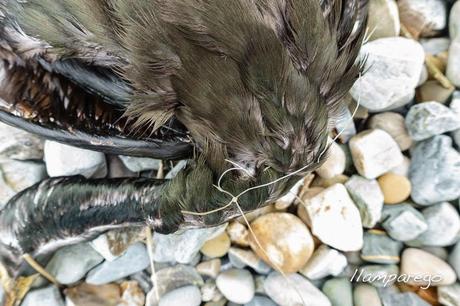 Petición de información: muertes accidentales de cormoranes moñudos en aparejos de pesca