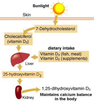Más cosas sobre la vitamina D vitamin d metabolism Vitamin D supplements: Are yours helping or hurting you?