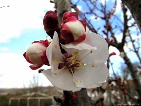 Flores de Albaricoquero Flores de Albaricoquero