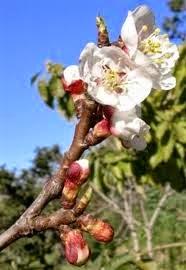 Flores y capullos de Albaricoquero Flores y capullos de Albaricoquero