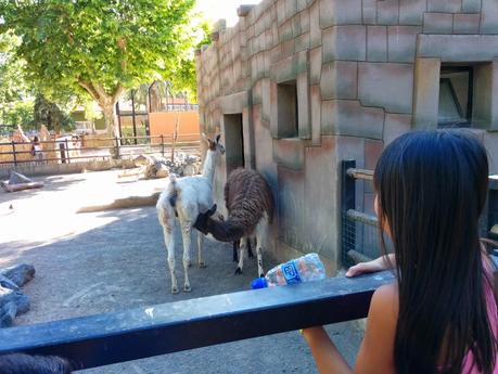 Primer Día de Viaje: Mezquita de Córdoba y Zoológico Primer Día de Viaje: Mezquita de Córdoba y Zoológico