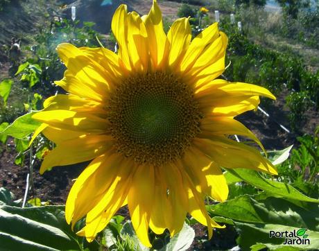 Del florero al plato: Las flores también se comen