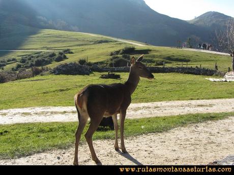 Ruta Foces del Rio Pendon y Varallonga: Bambi en Les Praeres