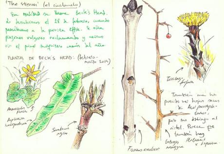 La aventura de estudiar un riachuelo británico (I): observaciones de febrero y marzo Notas de campo sobre la flora tardoinvernal en un punto concreto de Beck's Head.