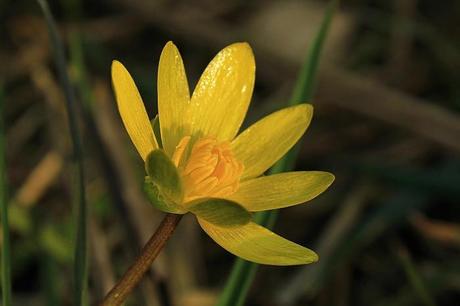 La aventura de estudiar un riachuelo británico (I): observaciones de febrero y marzo IMG_2030