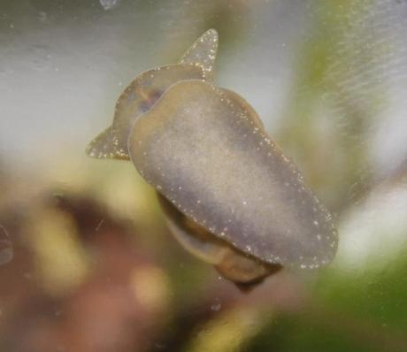 La aventura de estudiar un riachuelo británico (I): observaciones de febrero y marzo Radix peregra, vista inferior.