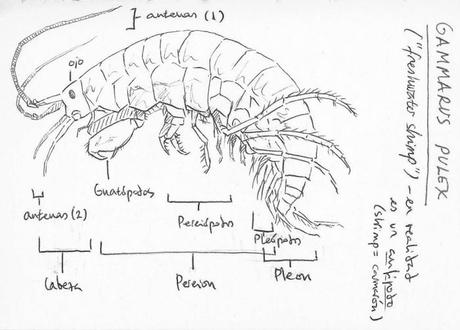 La aventura de estudiar un riachuelo británico (I): observaciones de febrero y marzo Anotaciones en el cuaderno de campo. Gammarus pulex.