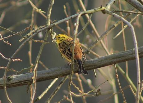 La aventura de estudiar un riachuelo británico (I): observaciones de febrero y marzo Escribano cerillo (Emberiza citrinella).