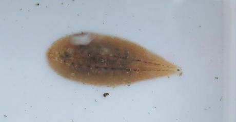 La aventura de estudiar un riachuelo británico (I): observaciones de febrero y marzo Glossiphonia complanata