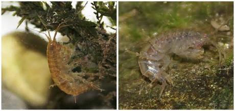 La aventura de estudiar un riachuelo británico (I): observaciones de febrero y marzo Dos Gammarus pulex que mantuvimos durante unos días para observar su comportamiento.