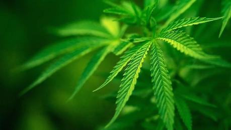 Explican el impulso incontrolable de comer luego de consumir marihuana marihuana hambre