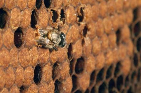 Nacimiento de abeja obrera - Birth of worker bee.