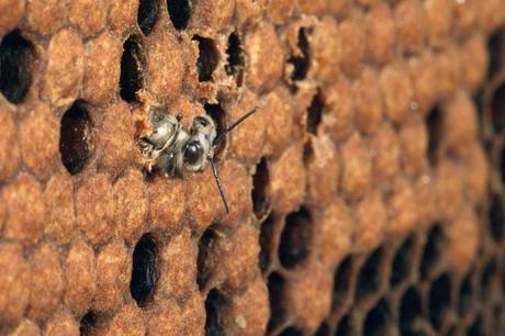 Nacimiento de abeja obrera - Birth of worker bee.