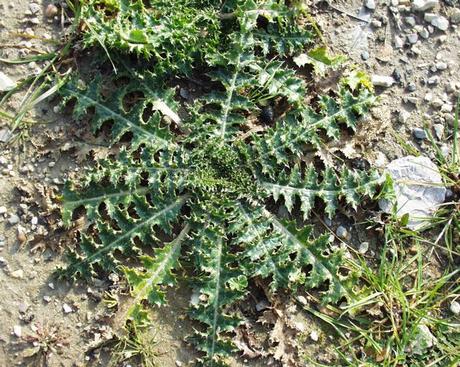 Sábado de varietés: Una app divertida, una curiosidad gastronómica y un esmalte fetiche (y barato!). Sábado de varietés: Una app divertida, una curiosidad gastronómica y un esmalte fetiche (y barato!).