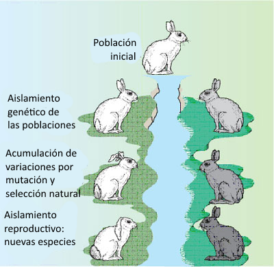 Neodarwinismo, o la relación entre evolución y genética