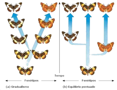 Neodarwinismo, o la relación entre evolución y genética