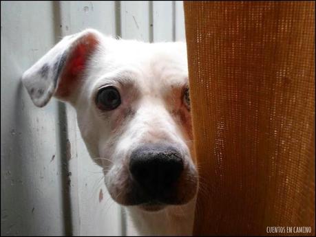 C de Camila, C de Corazón - Días de Abecedario C de Camila, C de Corazón - Días de Abecedario