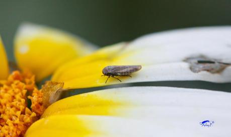 Cicadellidae