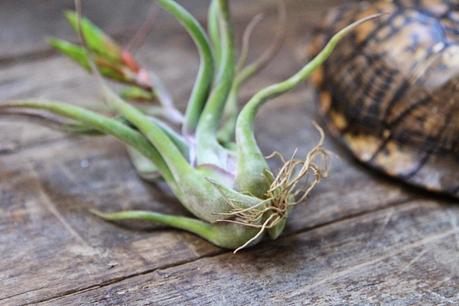 Tillandsias: Plantas aéreas para oxigenar tu espacio de trabajo.