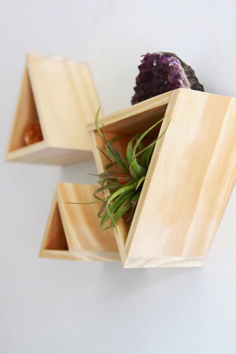 Tillandsias: Plantas aéreas para oxigenar tu espacio de trabajo.