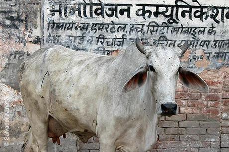 Vacas sagradas de la India