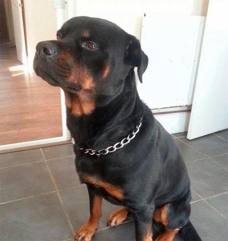 Rocky, el rottweiler que salvó a su dueña