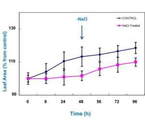 Efecto del estrés salino a corto plazo y durante el periodo de recuperación del estrés en el área foliar (medido como % del área foliar a tiempo 0) de plantas de guisante. Las medidas se tomaron a 0, 8, 24 y 48 horas de la imposición del estrés salino, y después de 8, 24 y 48 horas del periodo de post-estrés (correspondiente a 56, 72 y 96 horas del periodo de crecimiento). Fuente CSIC.