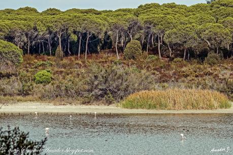 EL PORTIL (Huelva): LAGUNA y PLAYA