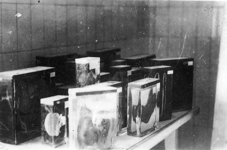 órganos de prisioneros en Buchenwald