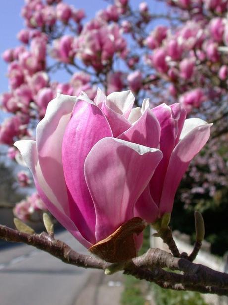 Magnolias