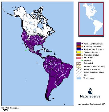 Lechuza de campanario (Tyto alba) Lechuza de campanario (Tyto alba)