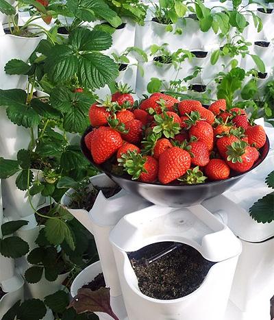 minigarden fresas