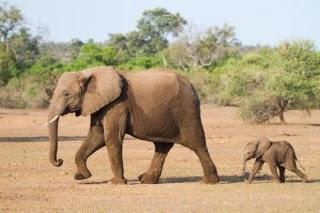El elefante. Verdadero peligro de extinción