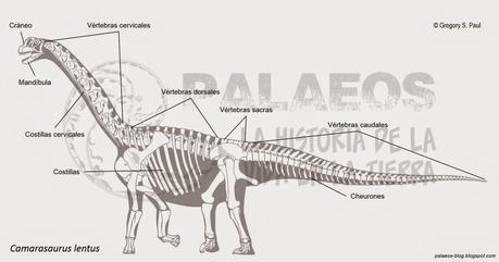 Anatomía de un saurópodo