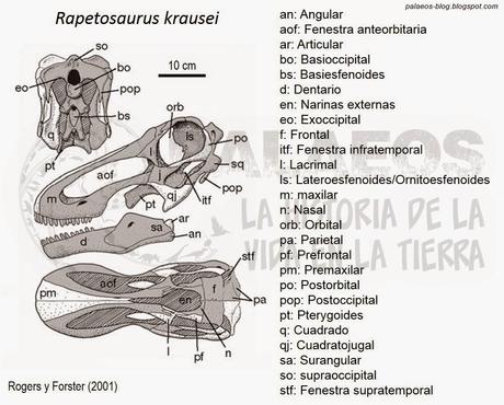 Anatomía de un saurópodo