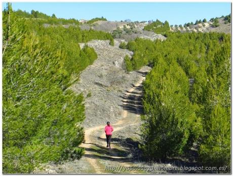 corriendo entre pinos verdes