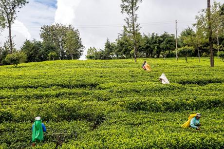 Recogiendo el té cerca de Lipton Seat