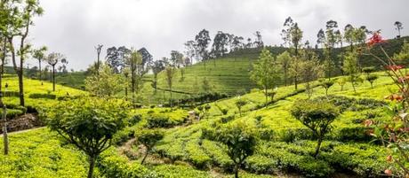 Kandy, Haputale y Ella, la Sri Lanka montañosa