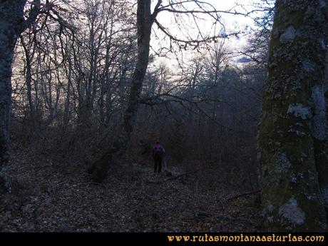Ruta Tarna, Pico Mosquito y Pareu: Camino al sendero para atravesar bosque