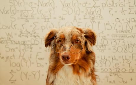 Sabías que...tu perro puede hacer sumas y restas simples