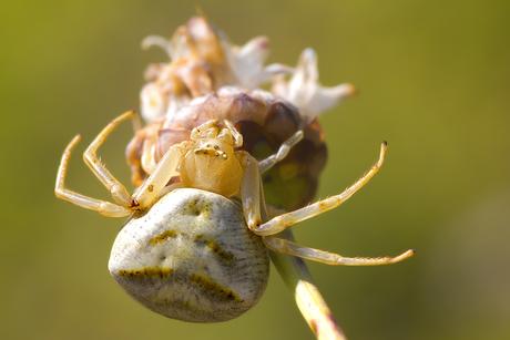 Para ampliar Thomisus onustus (Walckenaer, 1805) Araña cangrejo hacer clic