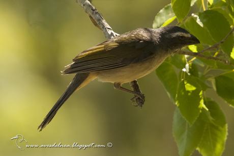 Pepitero verdoso (Green-winged Saltator) Saltator similis