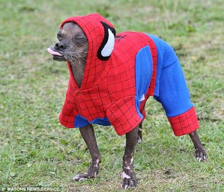 UNA MUESTRA DE COSPLAY ARÁCNIDO UNA MUESTRA DE COSPLAY ARÁCNIDO