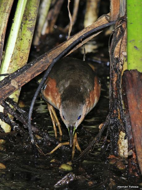 Burrito común (Laterallus melanophaius)