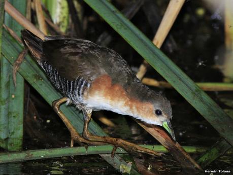 Burrito común (Laterallus melanophaius)